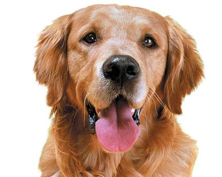 Hund