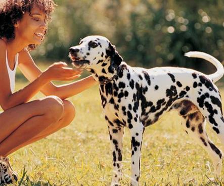 Der Hund als Freund des Menschen